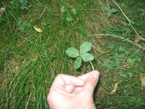 Lucky four-leaf clover